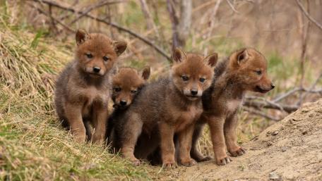 Adorable Wildlife Cubs Gather Together wallpaper