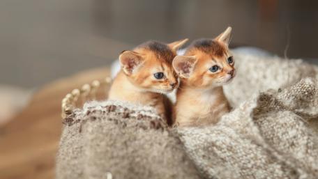 Playful Kittens Embracing Each Other in a Cozy Blanket wallpaper