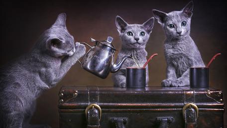 Charming Tea Party with Playful Grey Cats wallpaper