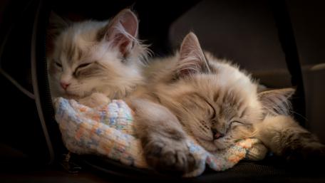 Cozy Kittens Resting Together in Harmony wallpaper