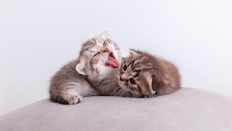 Cuddly Kittens Enjoying Their Playtime Together wallpaper