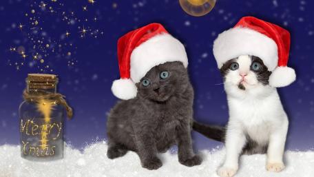 Festive Kittens in Santa Hats wallpaper
