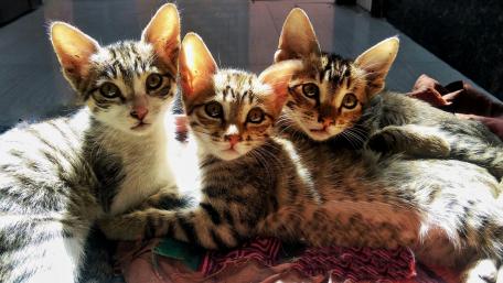 Sweet Moments of Playful Kittens wallpaper