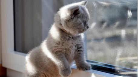 Curious Kitten Gazing Out the Window wallpaper