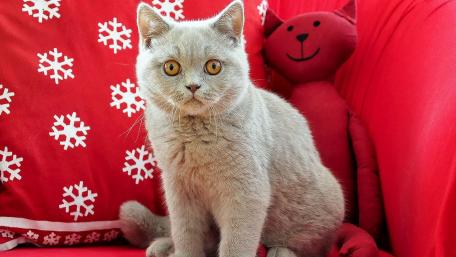 Charming Gray Cat on a Cozy Couch wallpaper