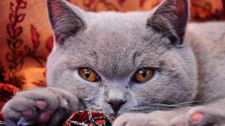 Soft Gray Cat With Striking Eyes Relaxing on Patterned Fabric wallpaper