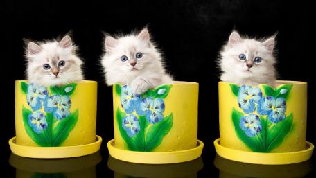 Adorable Kittens in Colorful Flower Pots wallpaper