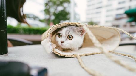Curious Cat Peeking from a Bag wallpaper