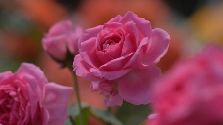 Delicate Pink Roses in Bloom wallpaper
