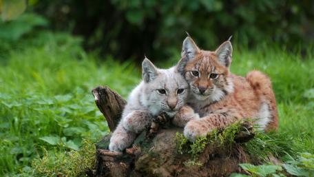 Lynx Family in Natural Habitat wallpaper