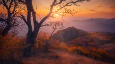 Golden Hues of Autumn Twilight wallpaper