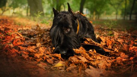 Scottish Terrier Autumn Hideaway wallpaper
