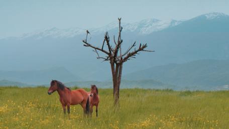 Kurdish landscape wallpaper