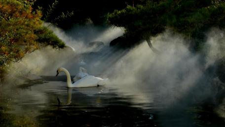 Swan artistic conception wallpaper