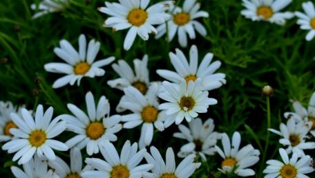 Fresh daisy flowers wallpaper