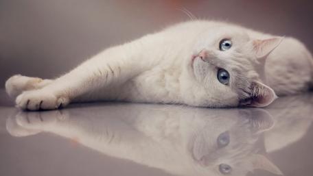 Serene Beauty of a White Cat wallpaper