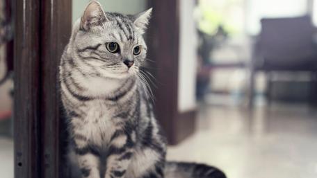 Charming Silver Tabby Cat in a Cozy Setting wallpaper
