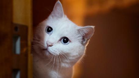 Curious White Cat Peeking Through Doorway wallpaper