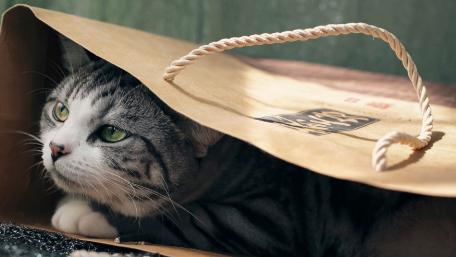 Curious Cat Hiding Under Paper Bag wallpaper