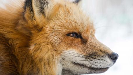 Majestic Fox in Winter Landscape wallpaper