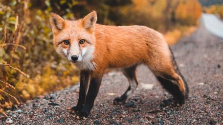 Charming Fox in a Natural Landscape wallpaper