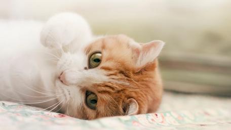 Adorable Cat Relaxing in Cozy Setting wallpaper