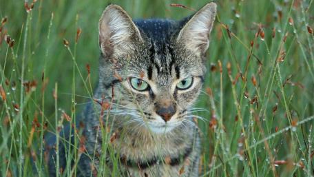Majestic Feline Amidst Nature's Greenery wallpaper