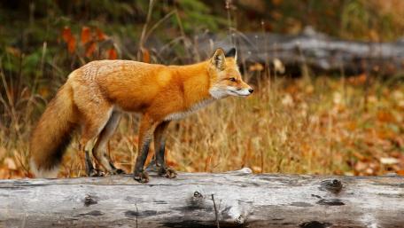 Elegant Red Fox in its Natural Habitat wallpaper