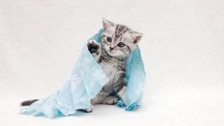 Playful Kitten Wrapped in Soft Fabric wallpaper