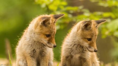 Adorable Fox Cubs Exploring Their Surroundings wallpaper