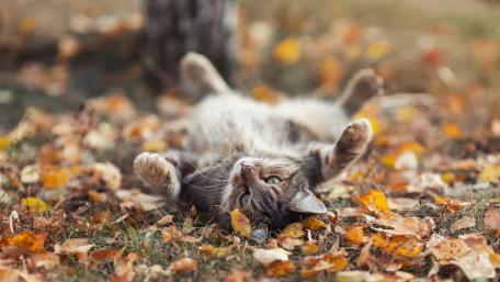 Playful Cat Among Autumn Leaves wallpaper