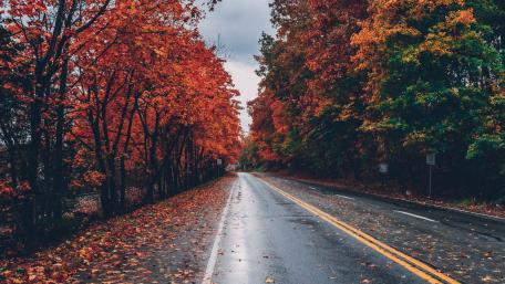 Wet fall road wallpaper