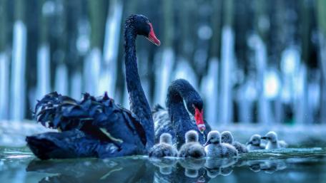 Graceful Black Swan Family on Serene Water Surface wallpaper