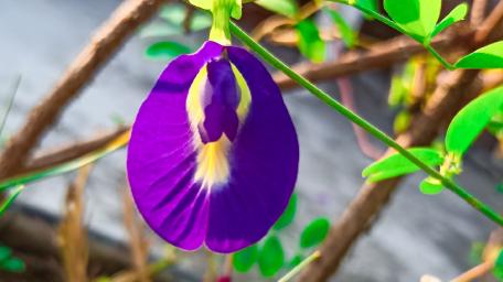 Dark purple flower wallpaper