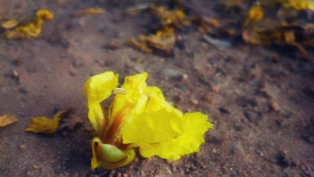 Vibrant Yellow Blossom on Earthy Ground wallpaper