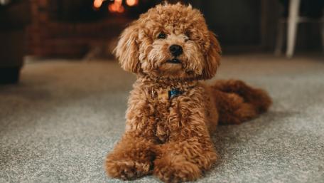 Adorable Fluffy Canine Relaxing wallpaper