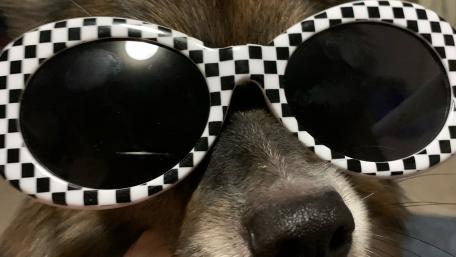 Cool Dog with Sunglasses Bringing Laughter to Your Day wallpaper