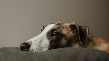Serene Dog Portrait in Soft Lighting wallpaper