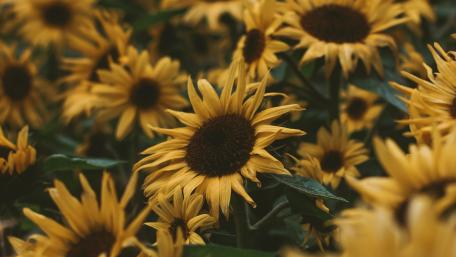 Yellow sunflowers wallpaper