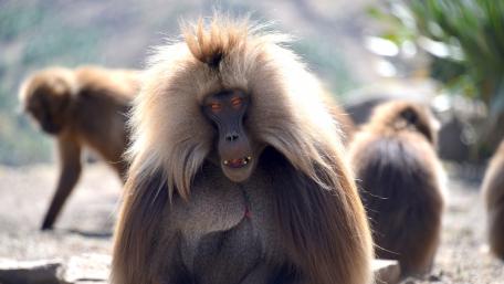 Gelada Monkey wallpaper