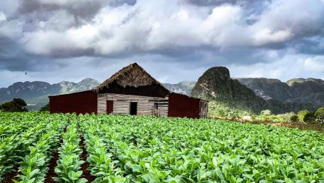 Cuban farm house wallpaper