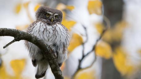Owl in Soft Focus Among Autumn Leaves wallpaper