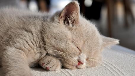 Sleeping Kitten Bliss wallpaper