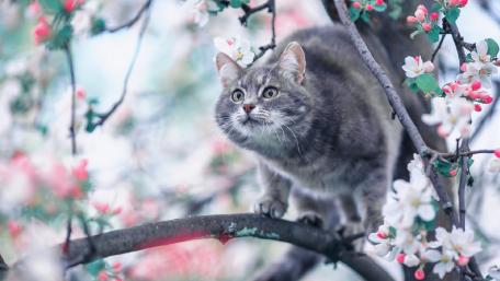 Cat on a blooming tree wallpaper