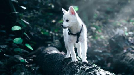 Charming White Dog in Nature's Embrace wallpaper