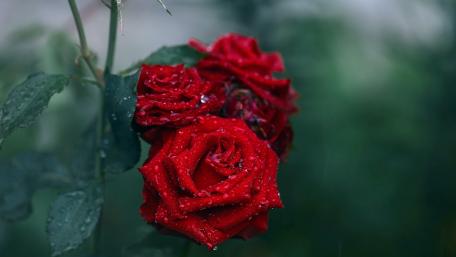 Elegant Red Roses with Raindrops wallpaper