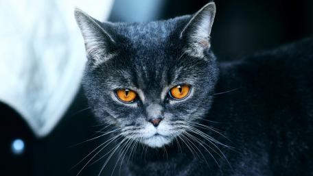 Mysterious Grey Cat with Striking Eyes wallpaper