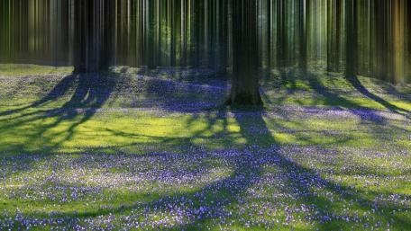 Springtime Serenity in a Forest Clearing wallpaper