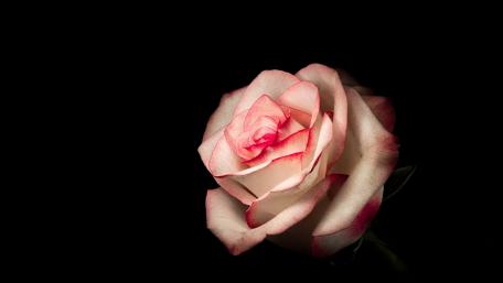 Mystical Elegance of a Rose in Darkness wallpaper