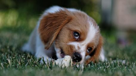 Playful Puppy Enjoying a Treat wallpaper